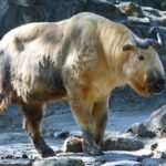 Physical Characteristics of the Sichuan Takin