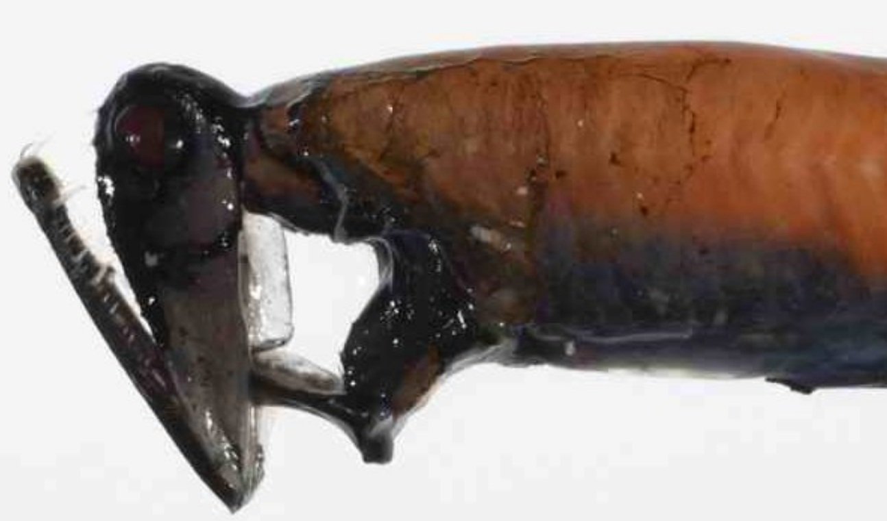 Physical Features of the Loosejaw Stoplight