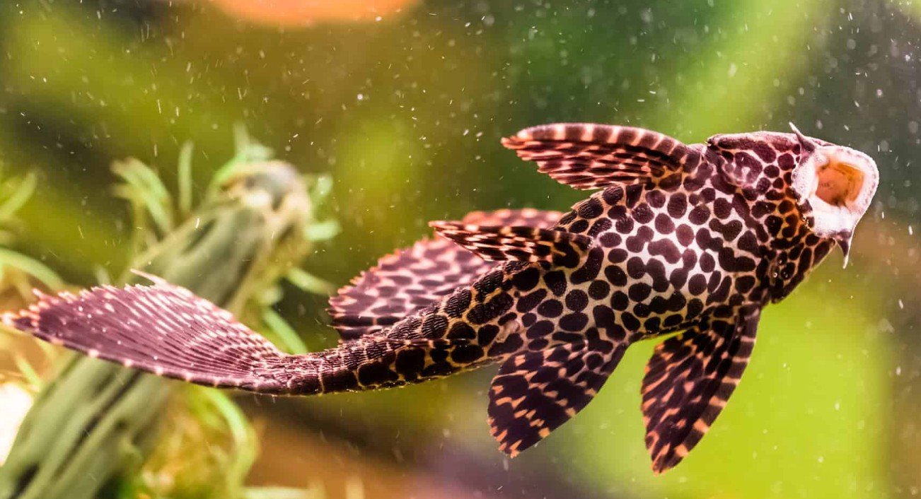 Quick Top 10 Facts about Suckerfish