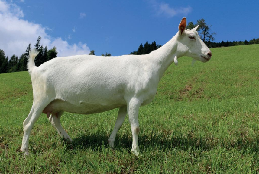 Quick Top 10 Facts about the Saanen Goat