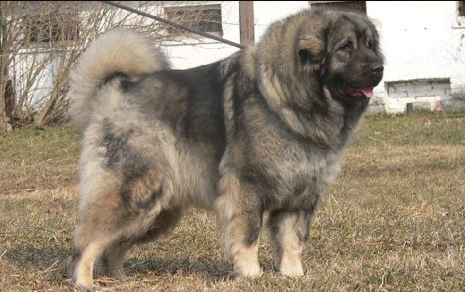 Sarplaninac's History and Origins