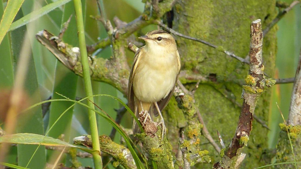 Sedge Warbler Bird - Top 10 Facts, Pictures and Questions