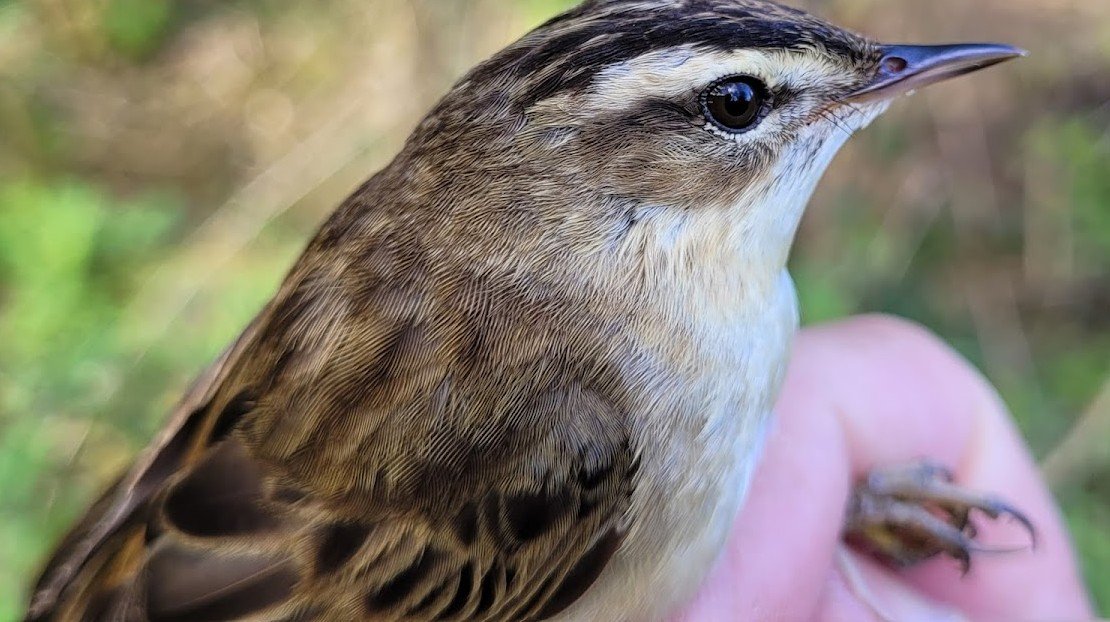 Sedge Warbler Nesting Behaviour & Reproduction