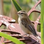 Sedge Warbler Size, Appearance & Plumage Details