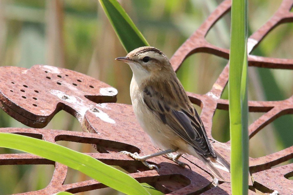 Sedge Warbler Size, Appearance & Plumage Details