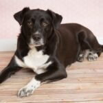 Siberian Retriever - Facts, Pictures and Questions