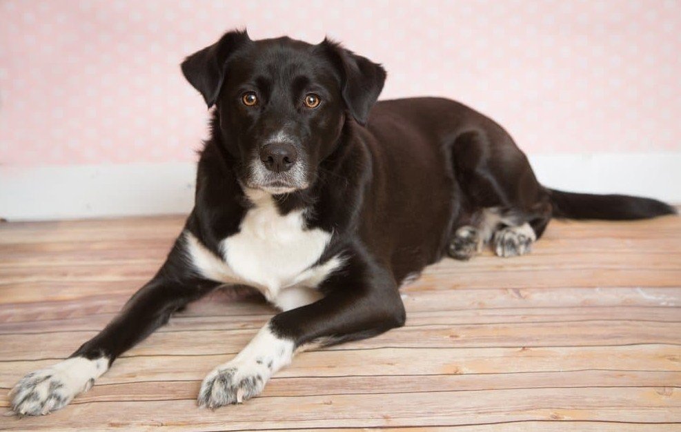 Siberian Retriever - Facts, Pictures and Questions