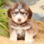 Siberpoo Dog A Fun Hybrid Dog Breed