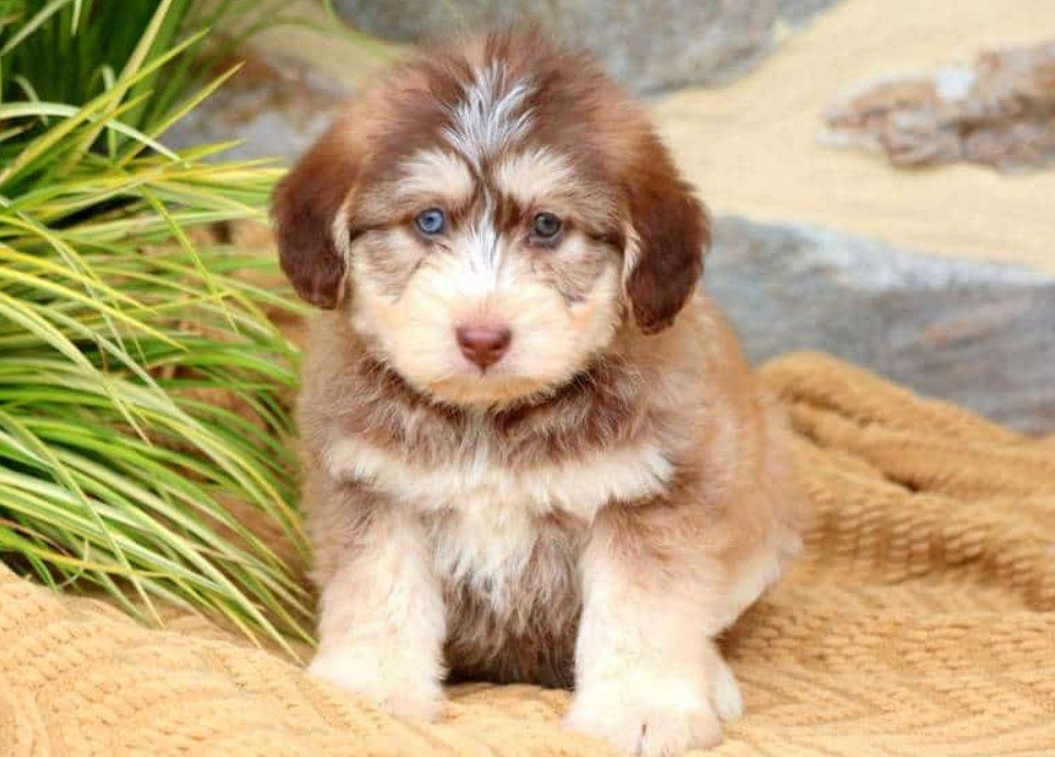 Siberpoo Dog A Fun Hybrid Dog Breed