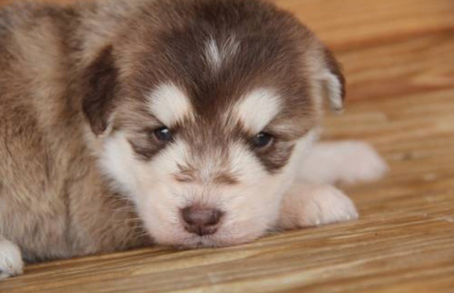 Siberpoo Dog - Facts, Pictures & Questions