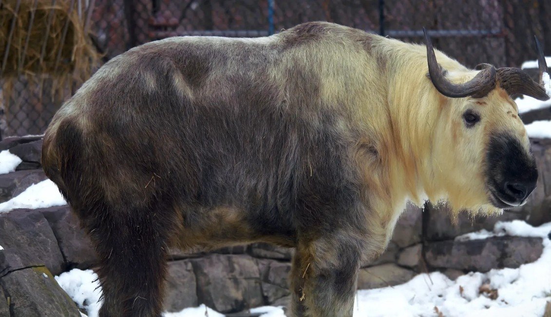 Sichuan Takin - Facts, Pictures & Questions