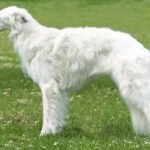 Silken Windhound Dog - Facts Pictures & Questions