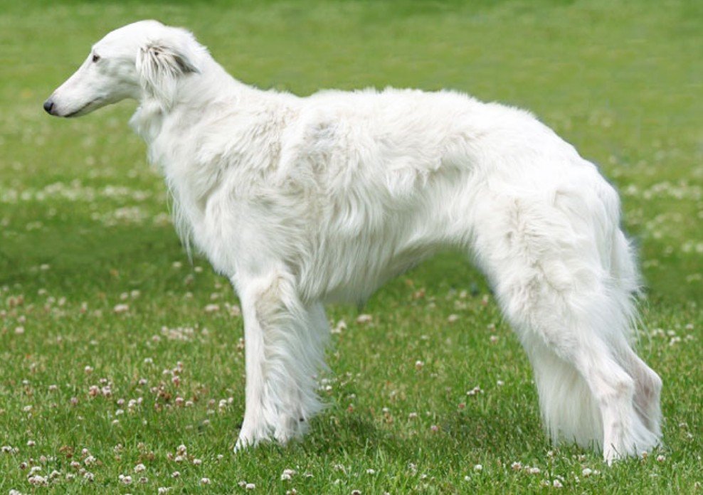 Silken Windhound Dog - Facts Pictures & Questions