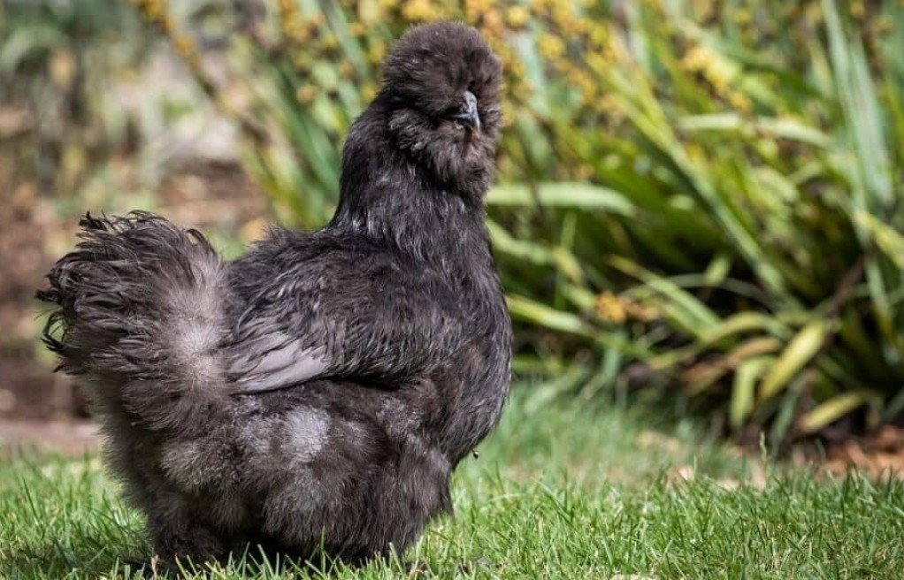 Silkie Chicken Breed - Characteristics & Care Guide