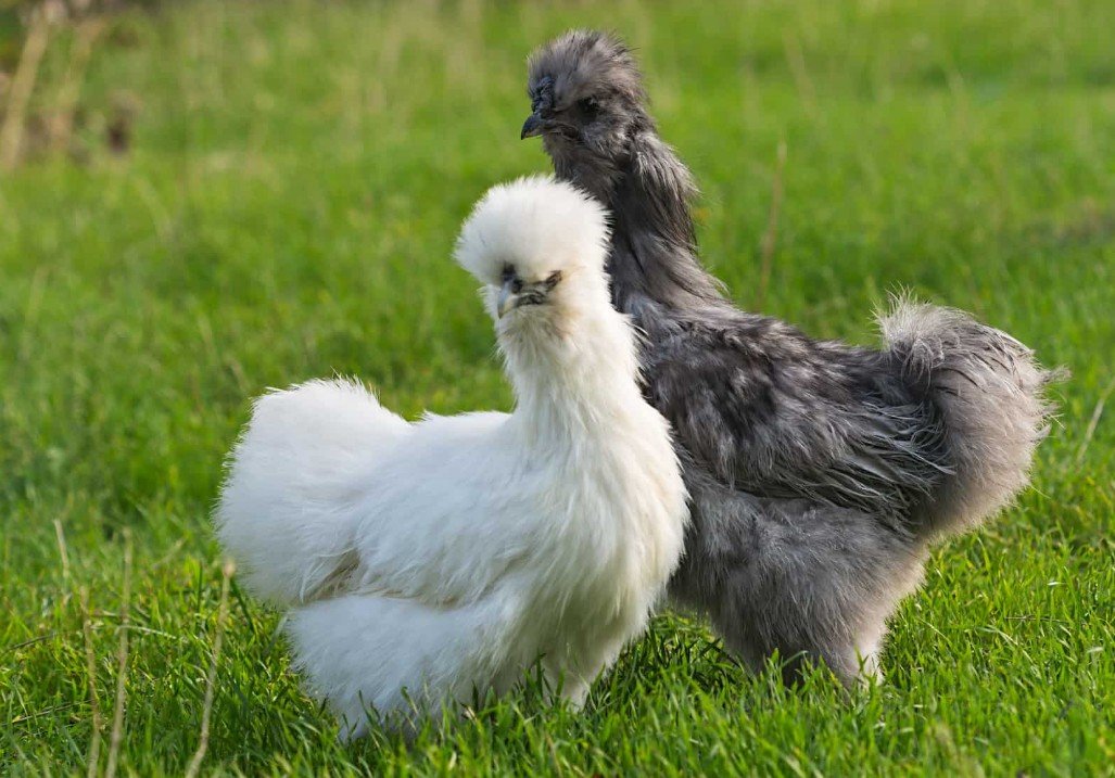 Silkie Chicken - Facts, Pictures & Questions