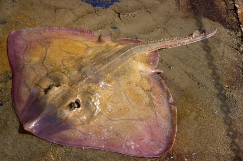 Skate Fish - Facts, Pictures & Questions
