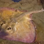 Skate Fish - Facts, Pictures & Questions