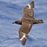 Skua Bird- Facts, Pictures & Questions