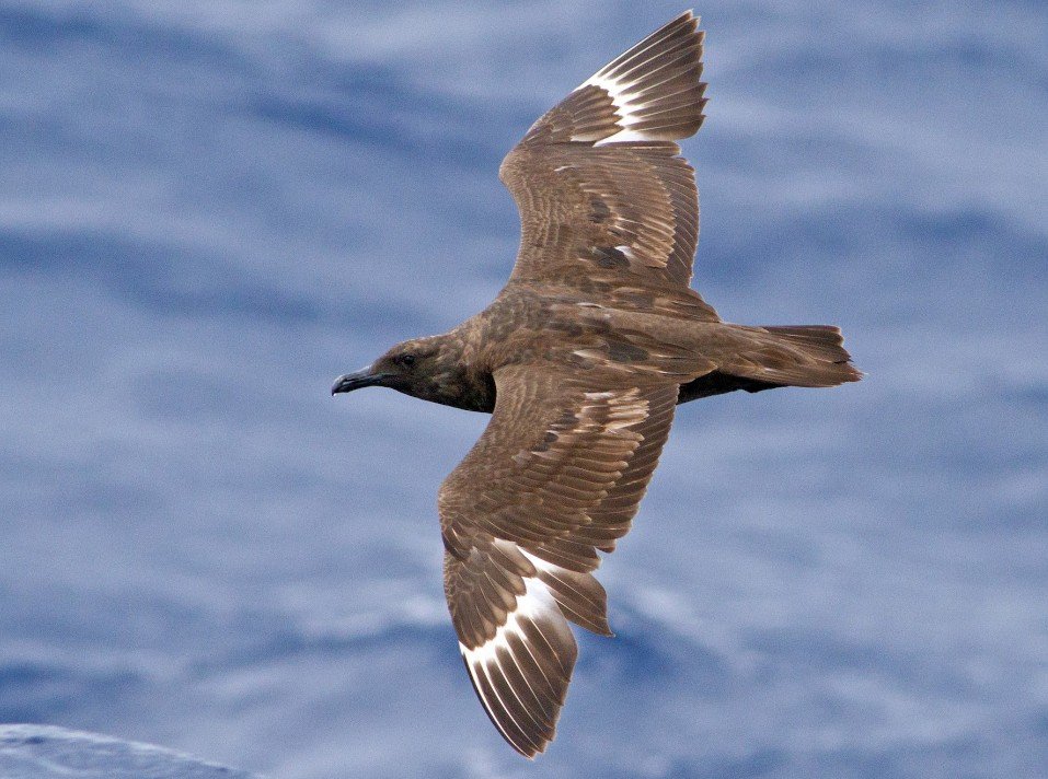 Skua Bird- Facts, Pictures & Questions