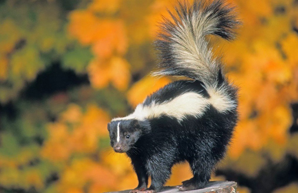 Skunks in Popular Culture and Ecological Importance