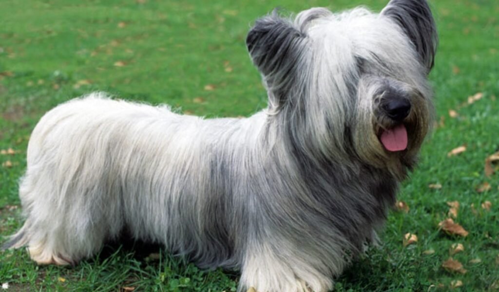 Skye Terrier Dog - Canis lupus familiaris