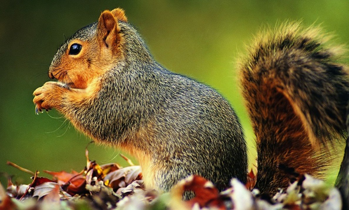 Squirrel Behavior and Communication Patterns