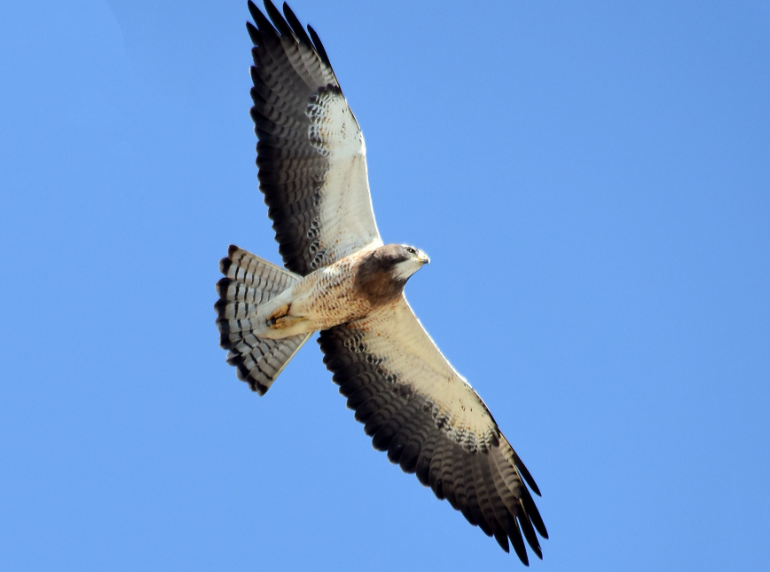 Swainson's Hawk Habitat and Behaviour
