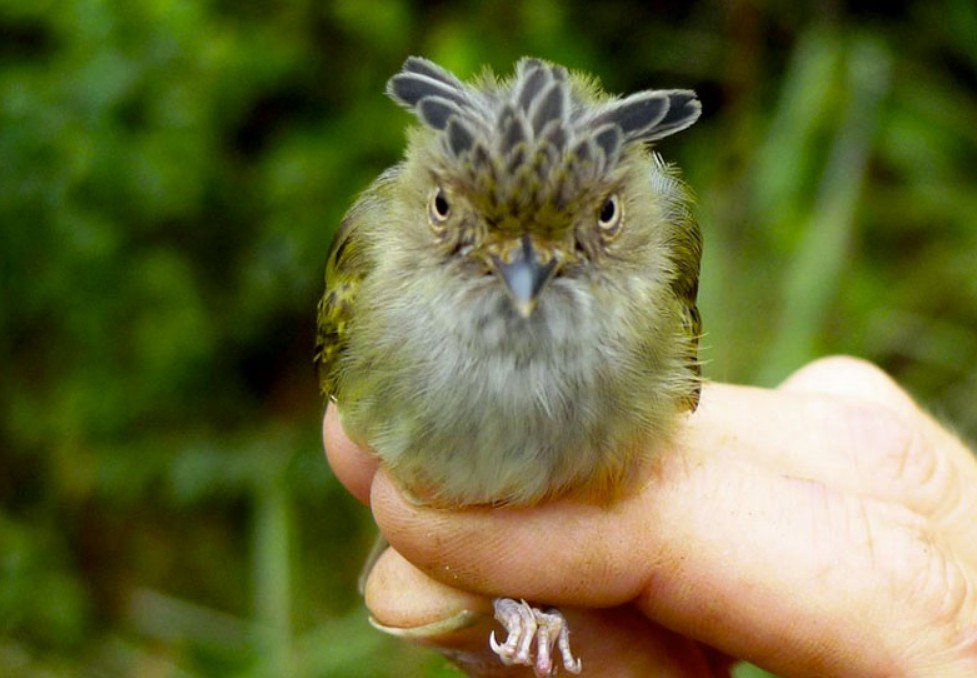 Taxonomic Details of the Scale-Crested Pygmy Tyrant