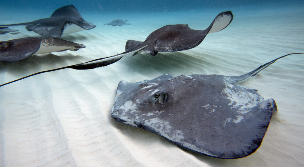 The Elegant and Perilous Marine Animal The Stingray