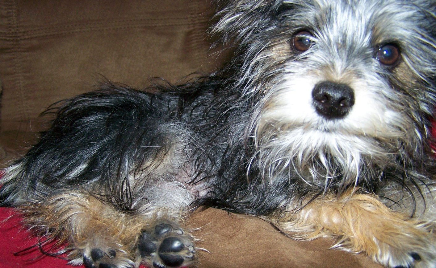 The Rise in Popularity of Hybrid Dogs
