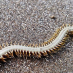 Top 10 Facts about Sandworm