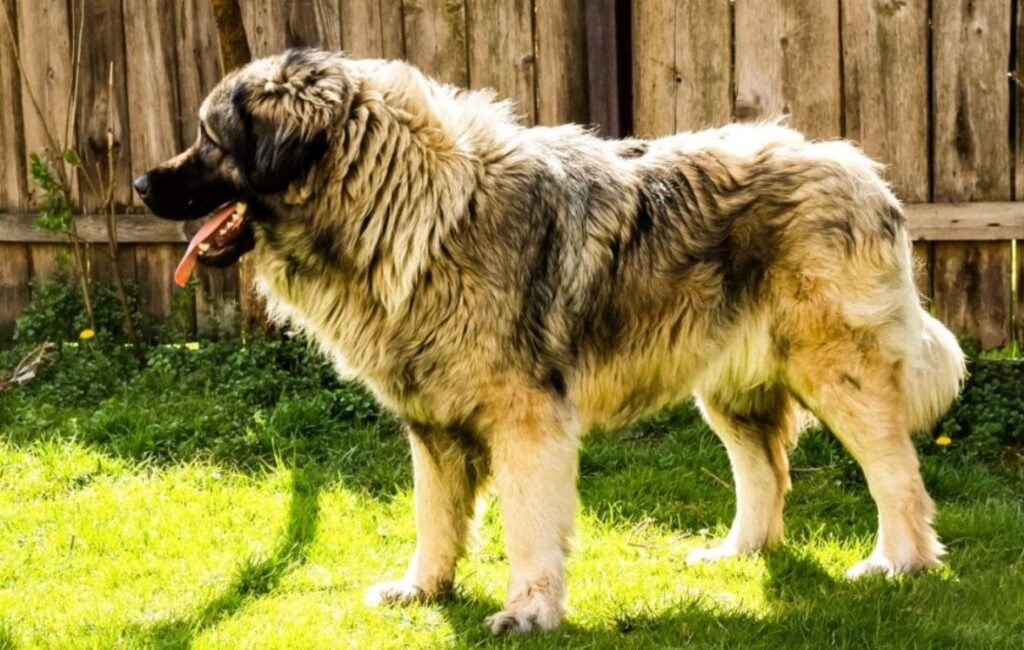 Top 10 Facts about Sarplaninac Dog