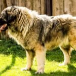 Top 10 Facts about Sarplaninac Dog