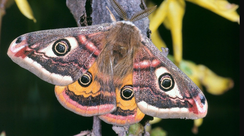 Top 10 Facts about Saturniidae Moth
