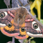 Top 10 Facts about Saturniidae Moth
