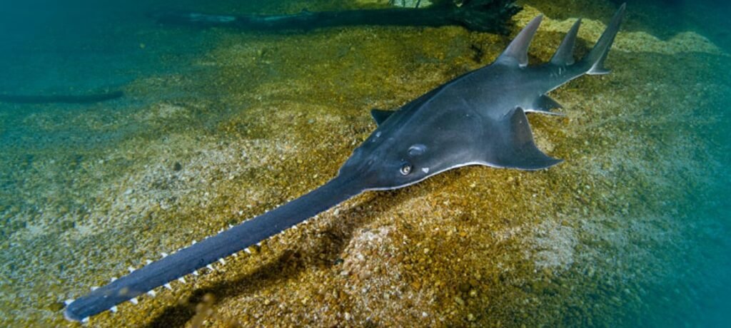 Top 10 Facts about Sawfish