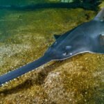 Top 10 Facts about Sawfish