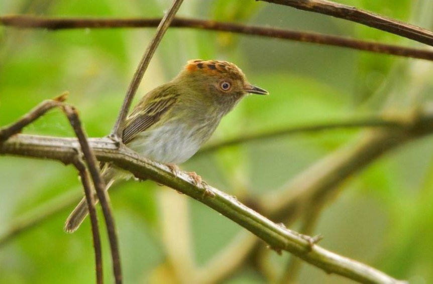 Top 10 Facts about Scale-Crested Pygmy Tyrant Bird