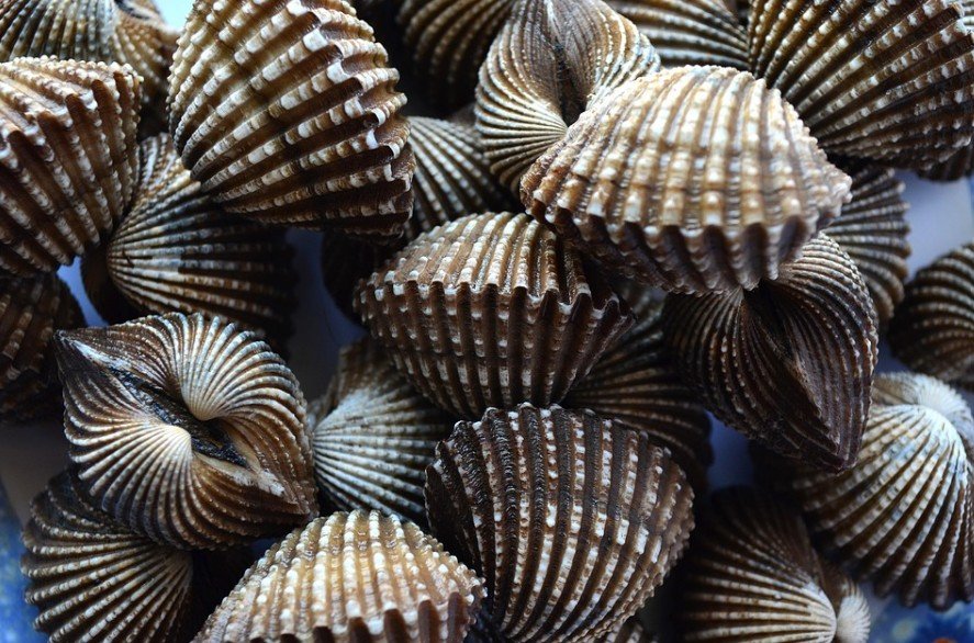 Top 10 Facts about Scallops Mollusk
