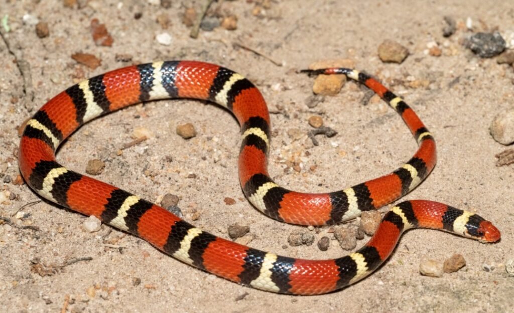Top 10 Facts about Scarlet Kingsnake
