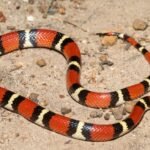 Top 10 Facts about Scarlet Kingsnake