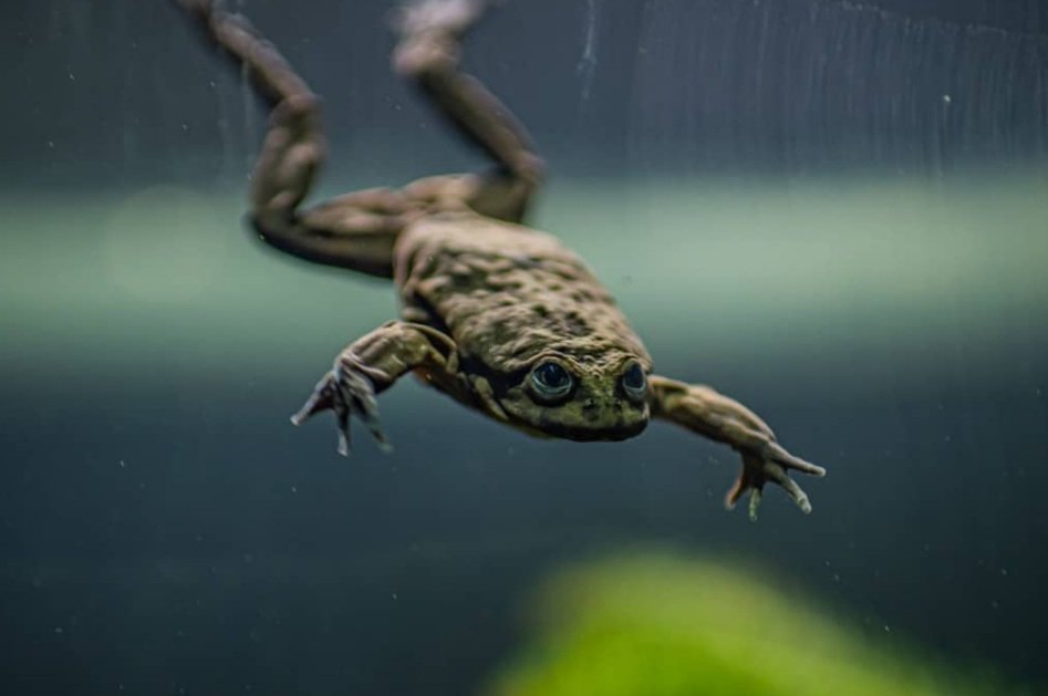 Top 10 Facts about Scrotum Frog