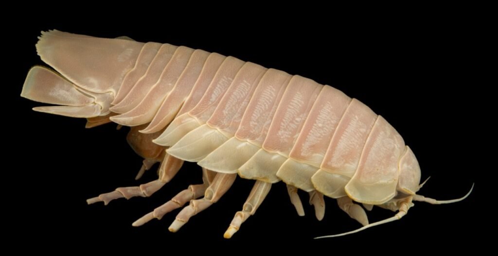 Top 10 Facts about Sea Roaches
