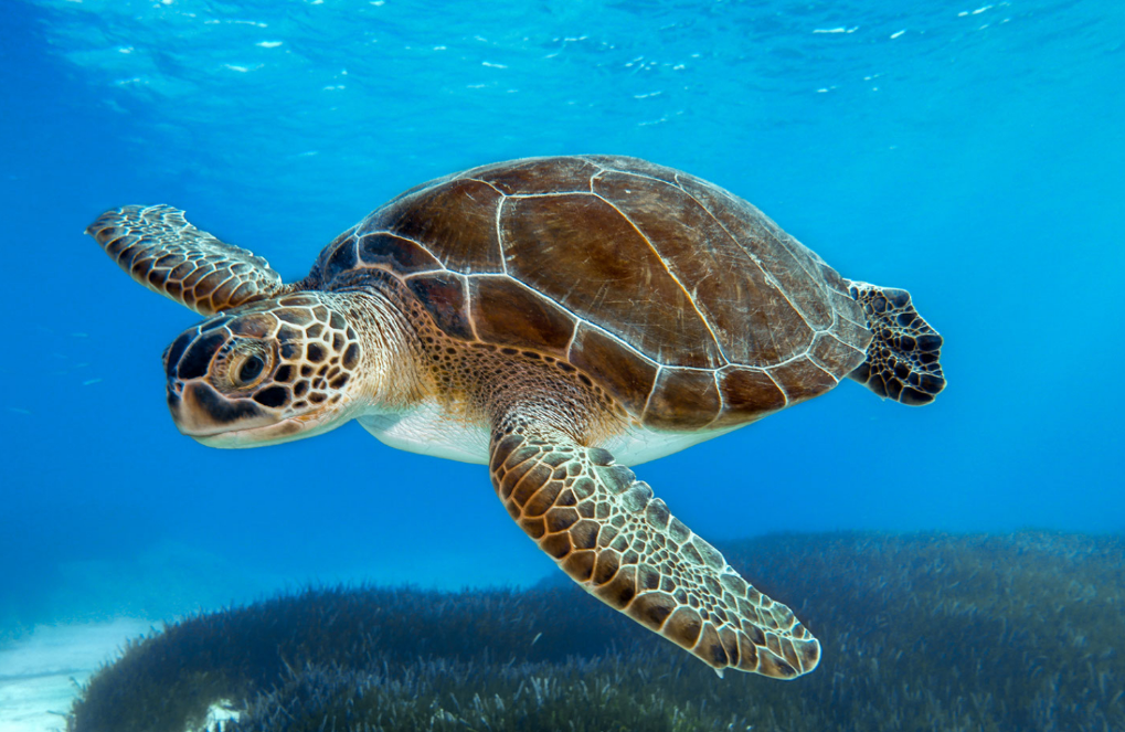 Top 10 Facts about Sea Turtle