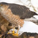 Top 10 Facts about Sharp-Shinned Hawk