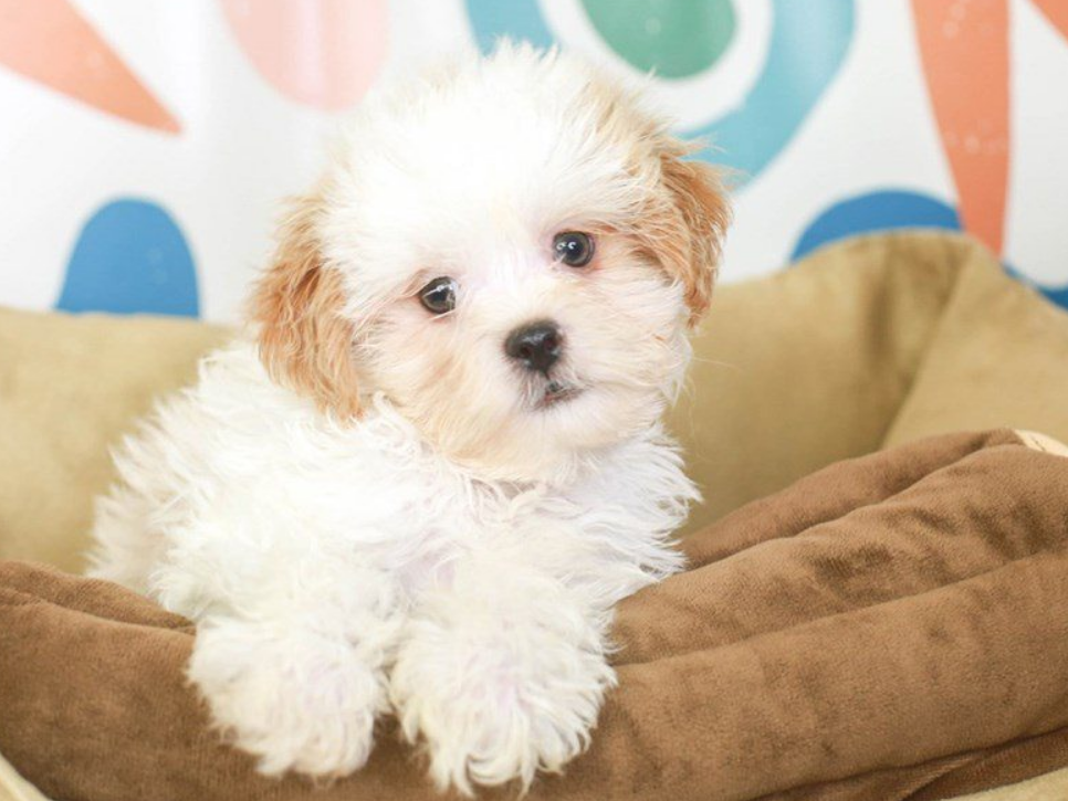 Top 10 Facts about Shih Poo Dog