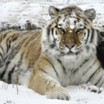 Top 10 Facts about Siberian Tiger
