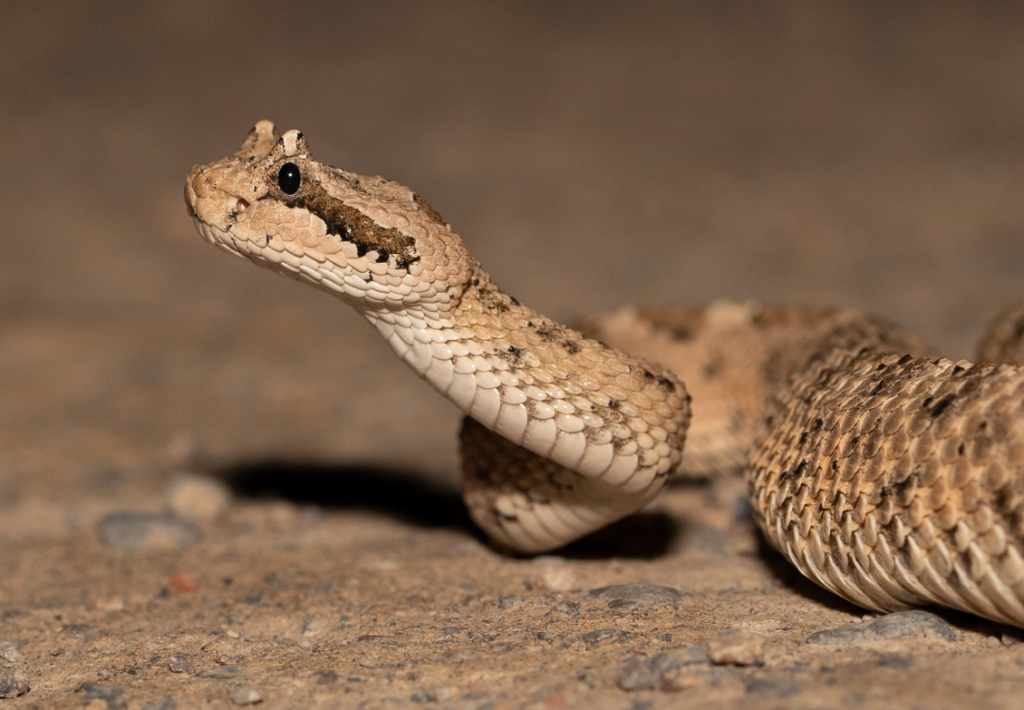 Top 10 Facts about Sidewinder