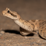 Top 10 Facts about Sidewinder