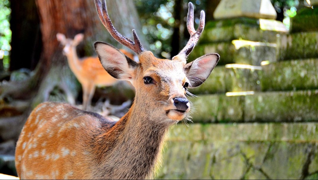 Top 10 Facts about Sika Deer